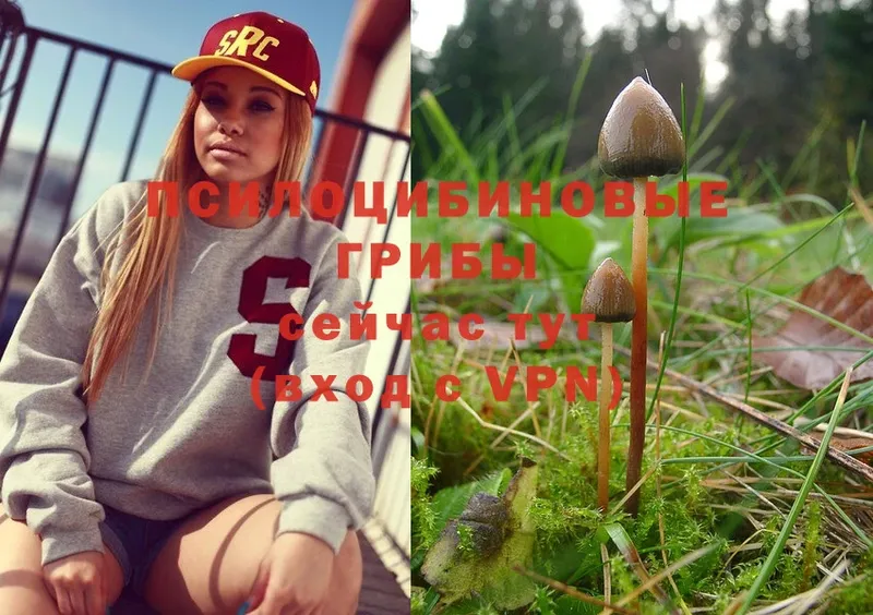 Галлюциногенные грибы Psilocybine cubensis  mega ССЫЛКА  Козловка 